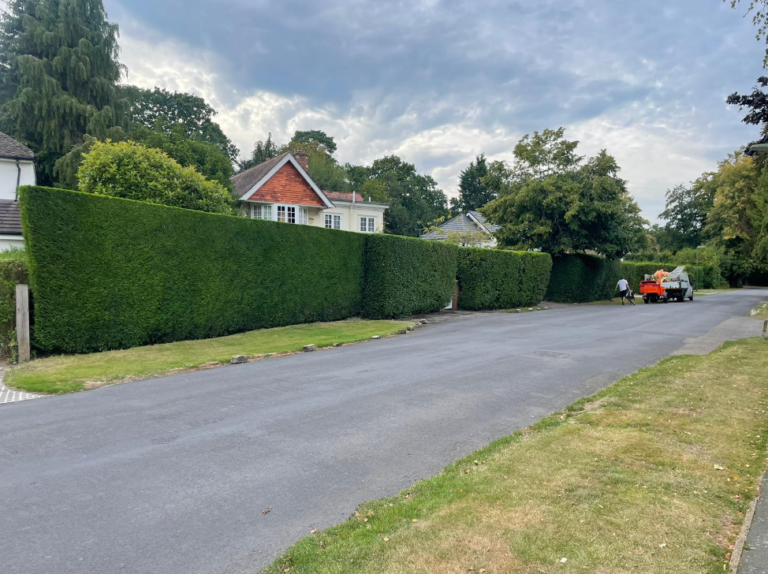 Finished hedge after pruning 1