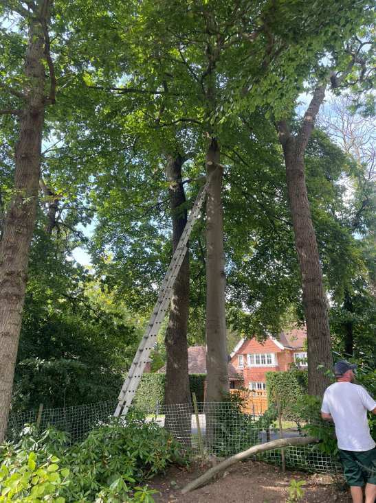 Tree lopping